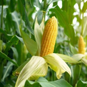 Yellow Maize, Packaging Size : 5Kg, 10kg, 20kg