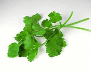 Fresh Coriander Leaf