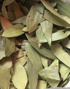 Bay Leaves, Packaging Type : 10Kg, 20Kg, 25Kg PP Bag, Box