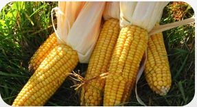 Maize, Color : Yellow