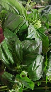 Fresh Basil Leaves
