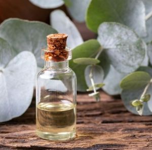 Eucalyptus Oil