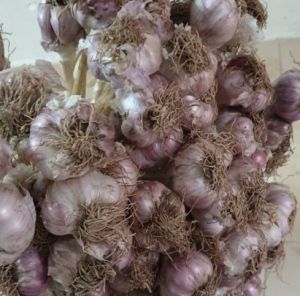 Original Hill Garlic