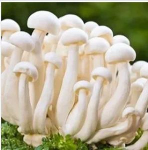 White Natural Fresh Mushrooms Carton for Cooking, Restaurant