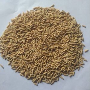 Natural Paddy Seeds, Packaging Type : Sealed Bag