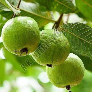 Green Organic Fresh Guava for Human Consumption