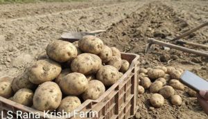 Fresh Potato (Potato)