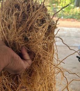 Vetiver Root, Packaging Type : Plastic Bags