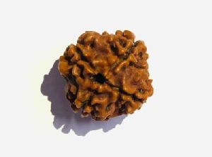 4 Mukhi Rudraksha Beads