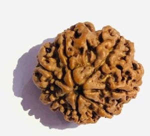 7 Mukhi Rudraksha Beads