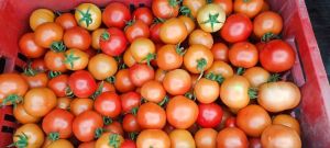 tomato