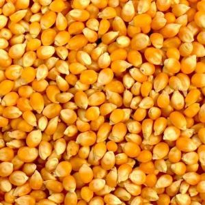 Cattle Feed Yellow Maize, Packaging Size : 25kg, 50Kg