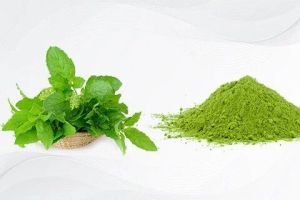 Blended Tulsi Powder, Color : Green, Grade Standard : Medicine Grade