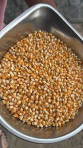 Corn Seeds South Africa