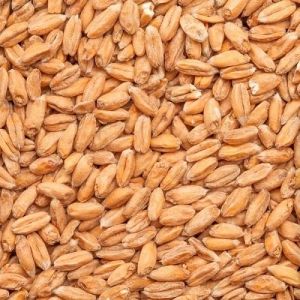 Organic Raw Wheat Grain, Packaging Type : Plastic Bag, Packaging Size : 50-100kg For Cooking