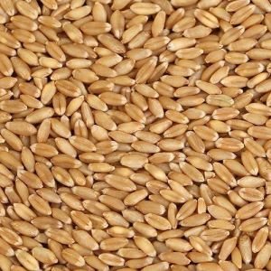 Sharbati Wheat Grain