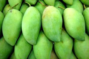 Natural Fresh Raw Mango, Color : Green, Packaging Size : 10Kg