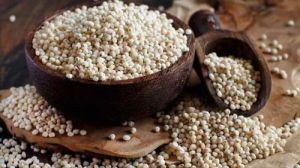 Natural Sorghum Millet Seeds, Packaging Size : 10Kg