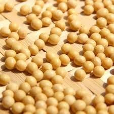 Organic Soybean, Form : Seed, Packaging Size : 5kg, 1kg, 10kg