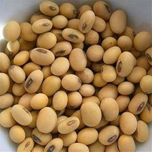 Soyabean