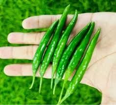 A Grade Green Chilli