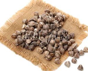 Natural Fine Processed Moringa Seeds, Color : Brown, Packaging Type : Plastic Packet