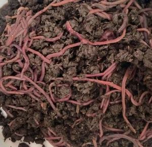 Eisenia Fetida Live Earthworm, Color : Red, Packaging Size : 5 Kg