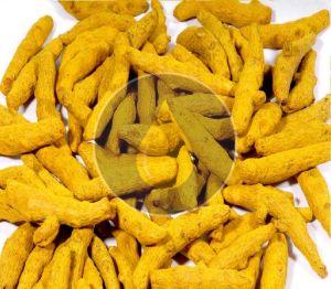 Turmeric Finger, Color : Yellow, Packaging Type : Plastic Bag