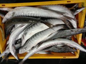 Live Barracuda Fish, Packaging Type : Thermocole Box For Cooking