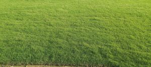 Bermuda Lawn Grass