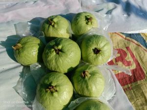 Sir Farms Common Fresh Vnr Guava, Color : Green, State Of Origin : Madhya Pradesh, Packaging Size : 10Kg