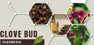 Clove Bud Oleoresin