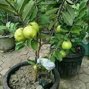 Allahabad Safeda Guava Plant