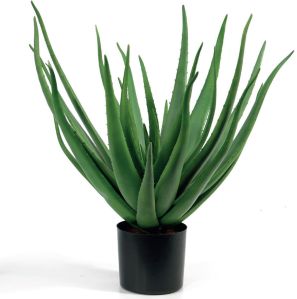 Natural Aloe Vera Plant, Color : Green