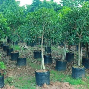 Alphonso Mango Plant, Color : Green, Packaging Type : PP Bags