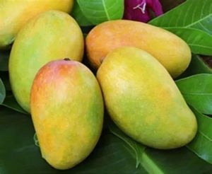 Organic Fresh Kesar Mango, Packaging Size : 10-50kg