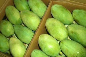 Organic Fresh Langra Mango, Color : Green, Packaging Size : 10-50kg