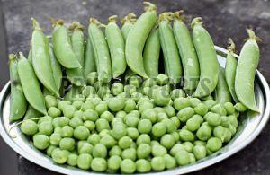 Organic Fresh Green Peas, Packaging Size : 10-50kg For Cooking