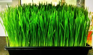 Wheatgrass, Color : Green, Purity : 100%