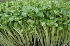 White Rambo Radish Microgreens