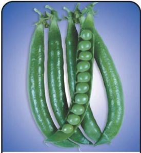 Arkel Peas Seed