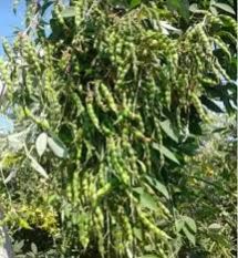 CO-6 Pigeon Pea Seed