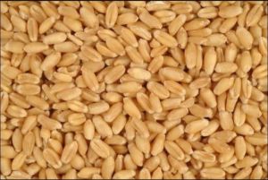 Natural DBW 222 Wheat Seed, Certification : FSSAI Certified