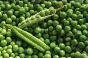 Bonneville Peas Seed, Color : Green for Cooking Use