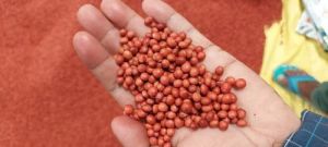 Natural UPAS 120 Pigeon Pea Seed, Color : Red