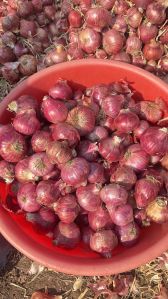 Rose Onion