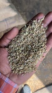 Brown Gold Cumin Seed