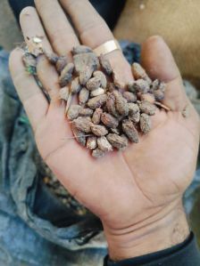 Neem Seed