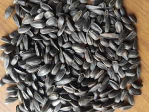 Sun Flower Seed