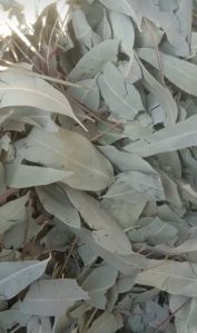 Bay Leaf